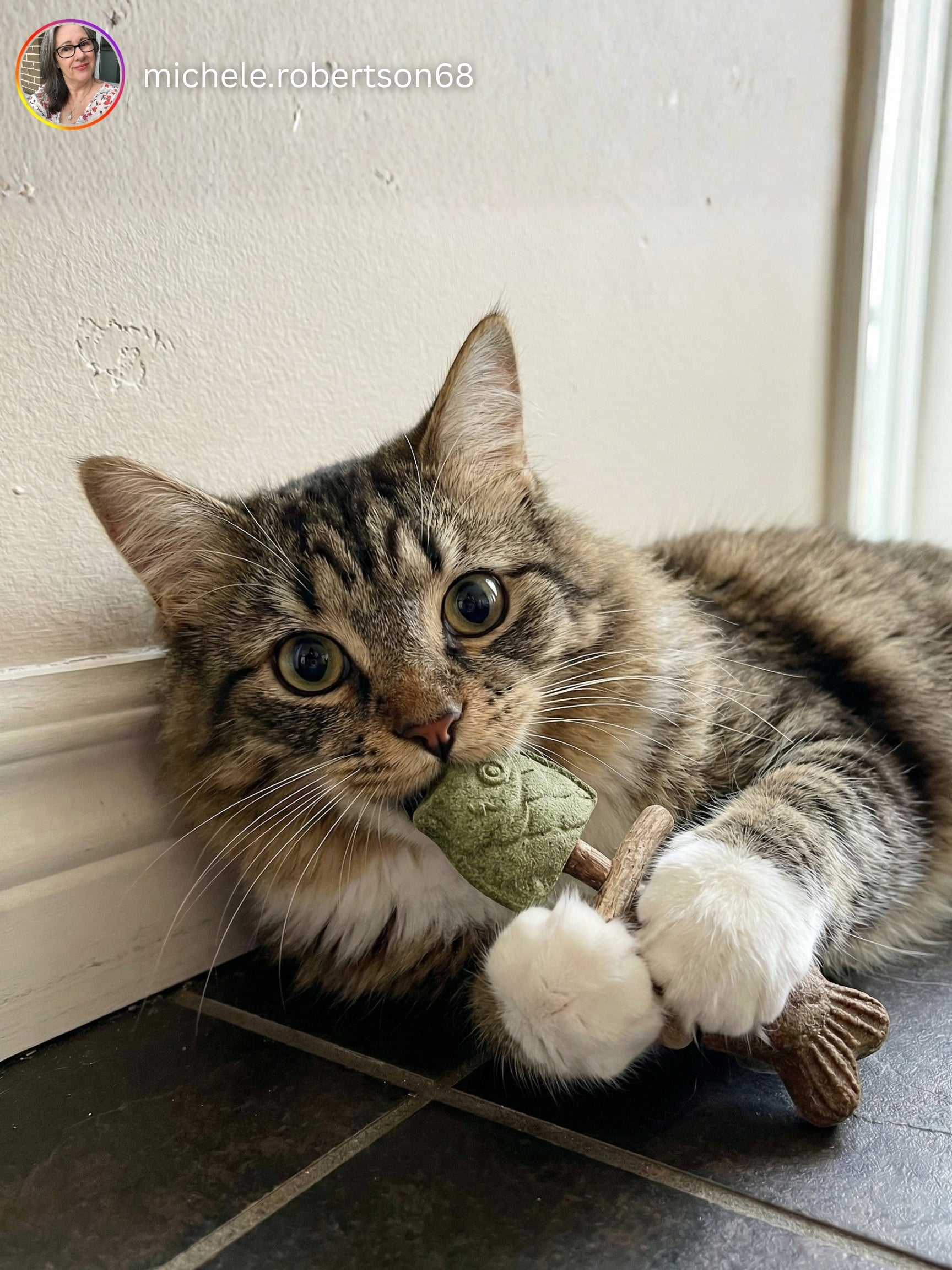 Catnip Silvervine Chew for Cats | Sterling Whiskers™ Catnip Silvervine Chew for Cats | Sterling Whiskers™